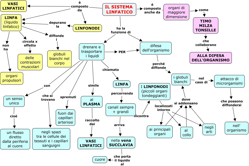 sistema-linfatico